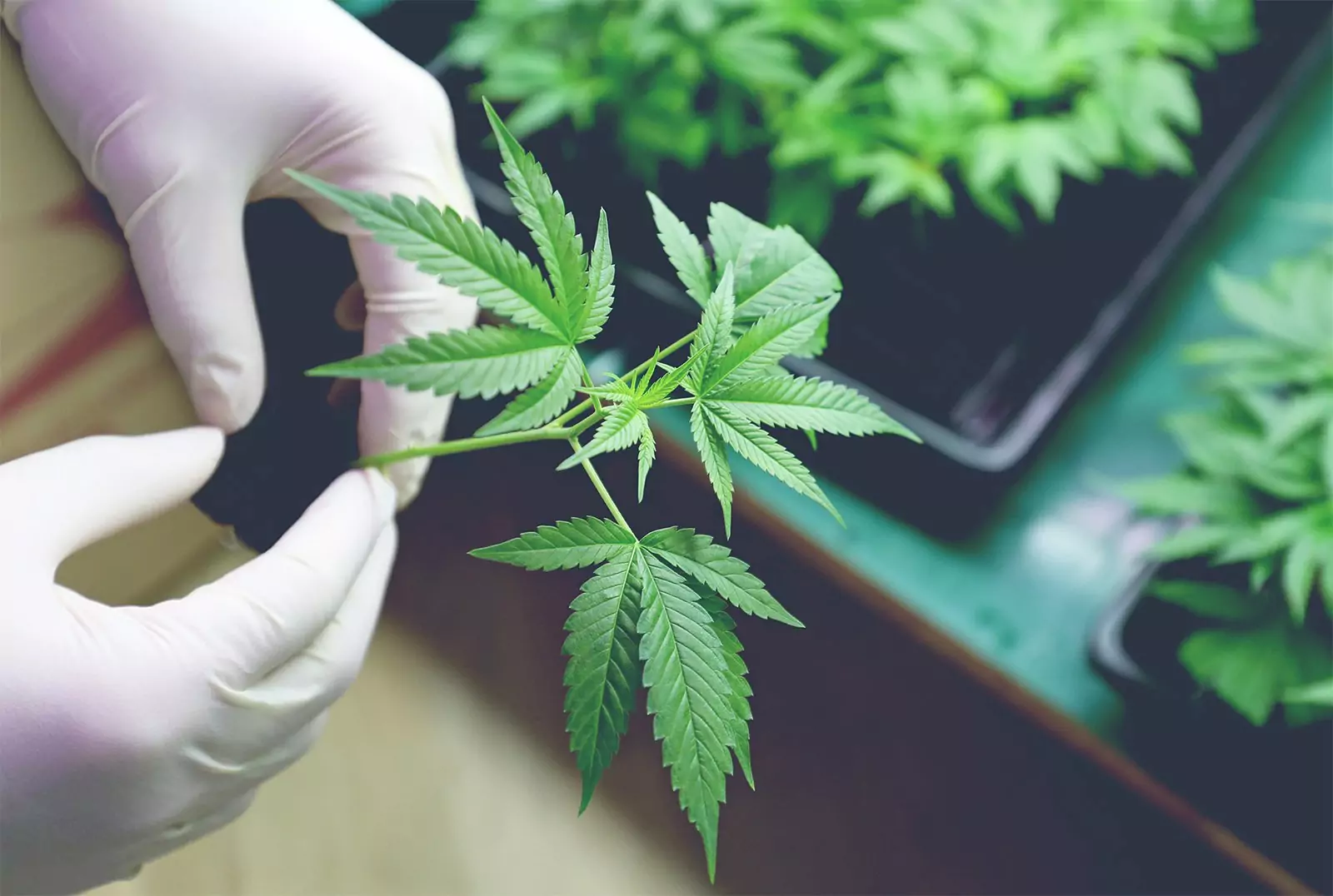 Trusted DC Cannabis Gifting