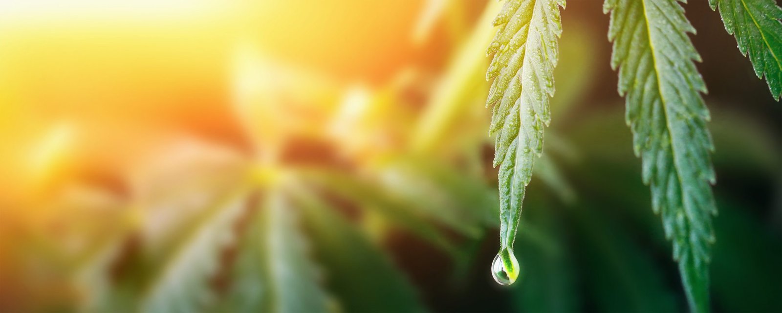 cannabis-banner-3