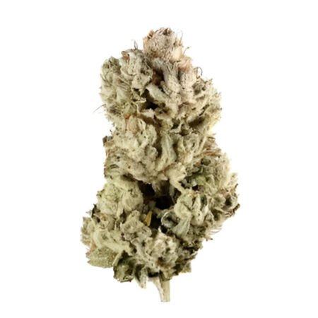 Gorilla Glue Cannabis Flower