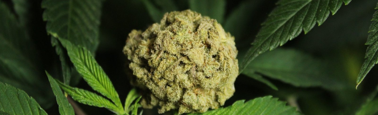 organicherbs-flori-cbd-2